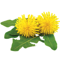 Dandelion Extract (250mg)